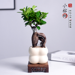 小叶榕树盆景室内盆栽绿植人参榕造型树桩桌面好养观叶小植物好养