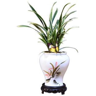 建兰神童冠绿植室内办公客厅桌面植物兰花观赏中式古风装饰小盆景