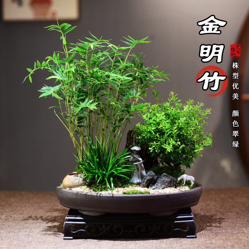 赤楠盆栽金明竹绿植室内组合盆景桌面室内办公客厅好养绿植美观