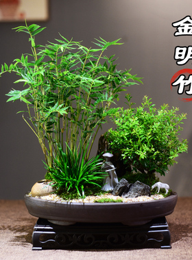 赤楠盆栽金明竹绿植室内组合盆景桌面室内办公客厅好养绿植美观