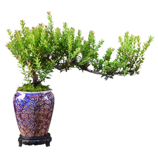 赤楠飘枝盆栽造型绿植室内展厅办公室客厅装饰植物摆件盆景好养活