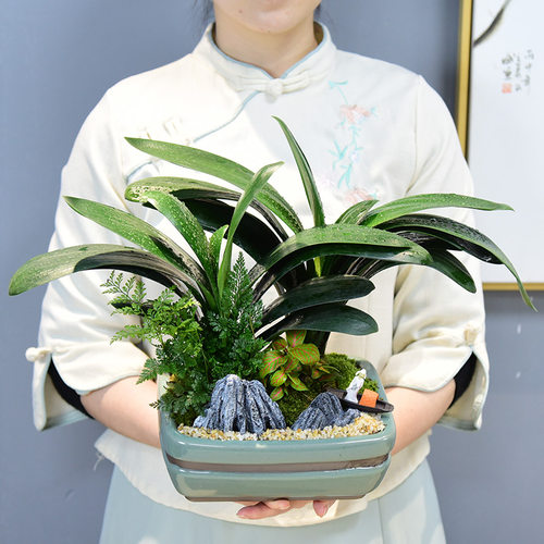 君子兰客厅绿植摆件花卉