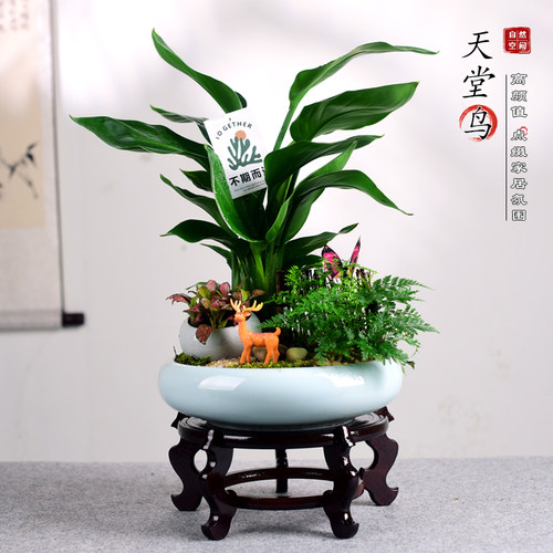 天堂鸟办公室阳台书房客厅