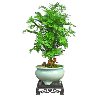 红豆杉树苗盆栽新中式盆景办公室内摆件植物室内花桌面绿植好养
