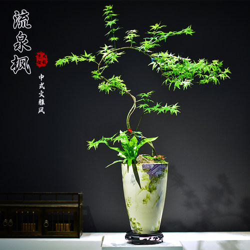 花叶春流泉枫盆栽造型枫树绿植办公书房客厅植物黄金柳泉枫树盆景