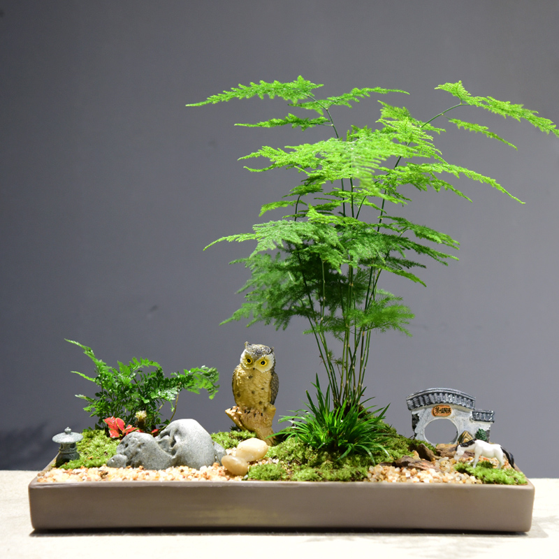 文竹盆栽室内禅意绿植山水盆景苔藓微景观植物办公室茶室观叶盆景