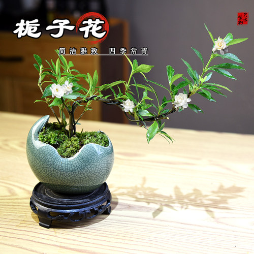 栀子花木本花卉茶桌办公室客厅