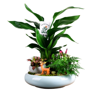 鹤望兰天堂鸟绿植盆栽室内办公客厅中式观赏植物四季盆景开业送礼