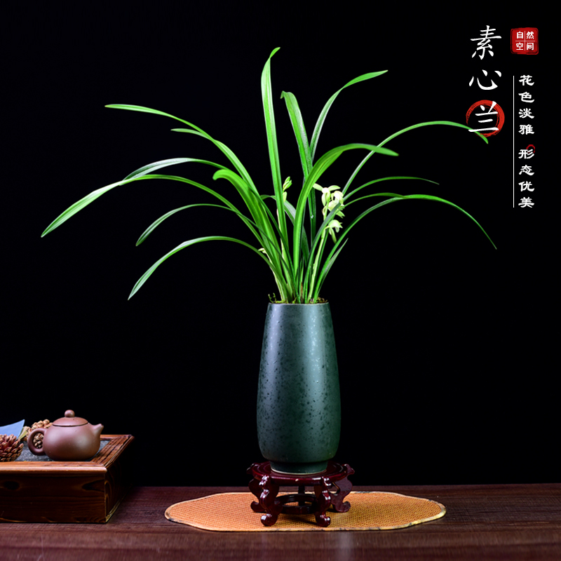 素心兰草本花卉客厅办公室茶桌