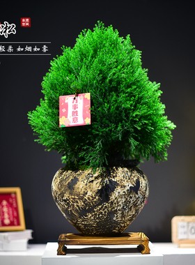 雾松大盆景绿植室内办公客厅好养雾凇懒人好养观赏盆栽艺术客送礼