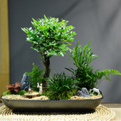 黑骨茶小叶紫檀盆栽室内客厅好养绿植盆景办公室桌面植物装 饰