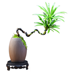 罗汉松盆栽室内办公茶室书房小盆景中式复古植物桌面观赏绿植摆件