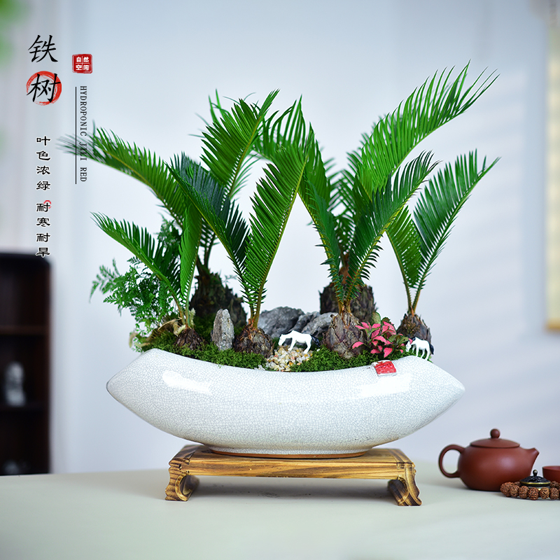 铁树盆栽微景观盆景绿植室内居家办公室美观耐旱好养送礼植物摆件