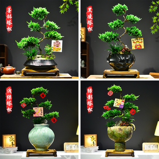 塔松真柏盆景多层造型美观办公茶室客厅好养迎客植物盆栽节日送礼