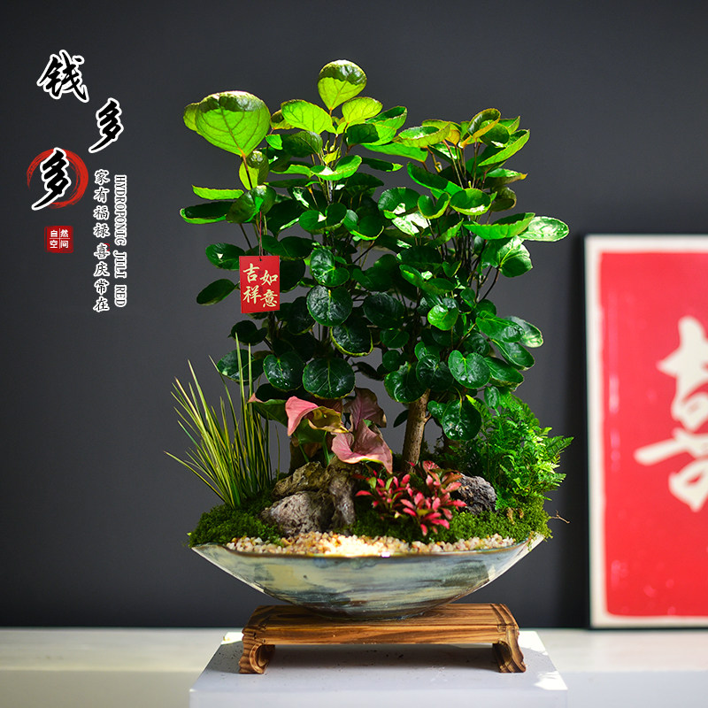 福禄桐盆栽室内好养盆景室内绿植盆景金钱兜盆景美观植物四季常青图片