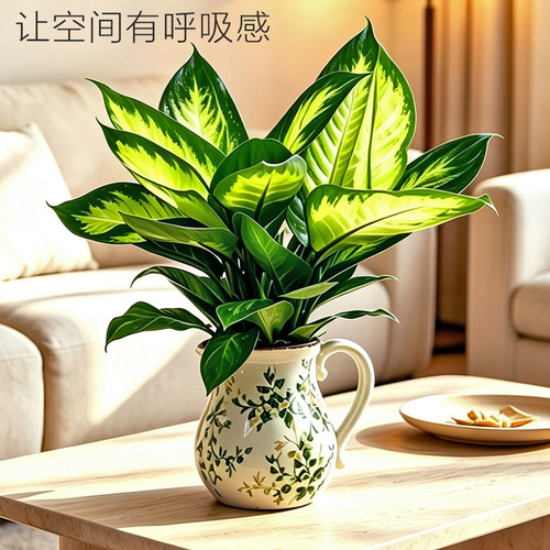 万年青盆栽玛丽安植物懒人水培盆景室内客厅办公桌面网红观赏摆件