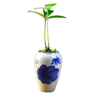 墨西哥铁树盆栽四叶草室内办公室桌面四季好养绿植中式禅意小盆景