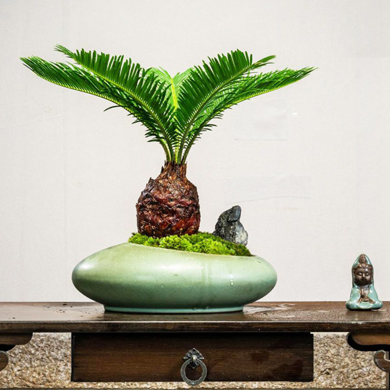 铁树盆栽室内客厅盆景办公室桌面绿植四季好养常青展厅装饰植物,鲜花速递/花卉仿真/绿植园艺,绿植,淘宝优惠券,粉丝福利购,淘宝优惠卷