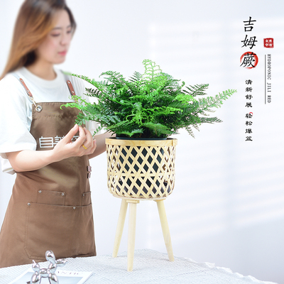 吉姆蕨盆栽蕨类植物办公客厅网红绿植室内欧洲蕨平安蕨宝石蕨盆景