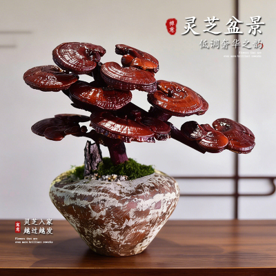 观赏灵芝造型老桩盆景观赏植物室内办公客厅寓意桌面摆件盆栽送礼