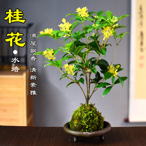 桂花草本花卉书房客厅办公室