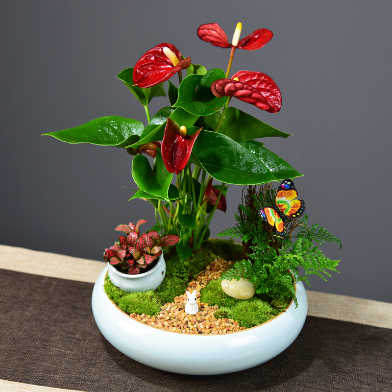 客厅花卉绿植四季好养红掌盆栽