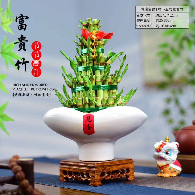 富贵竹盆栽塔竹水培节节高升室内办公客厅盆景喜庆植物寓意送礼