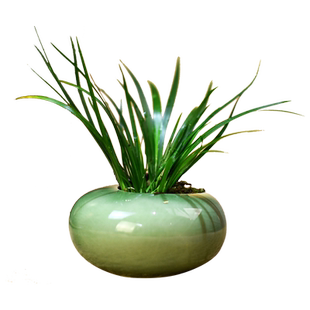 金钱菖蒲盆栽室内办公茶室禅意桌面绿植摆件随手香植物小盆景好养