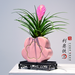 立奥铁兰花盆栽花卉带花室内客厅办公室好养四季开花桌面绿植盆景