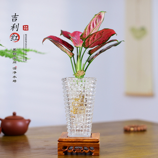吉利红水培盆栽好养如意皇后室内办公室客厅茶室绿植懒人植物盆景