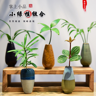 罗汉松盆栽绿植室内桌面办公袖珍椰子棕竹轮叶豆瓣绿趣味盆景植物