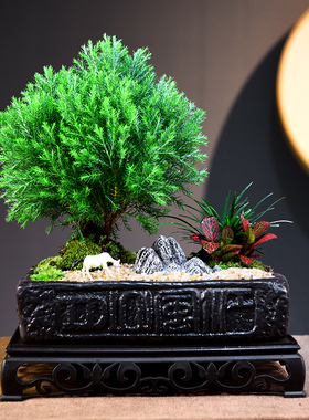 雾松盆景室内展厅微景观绿植艺术植物桌面装饰摆件雾凇盆栽礼品