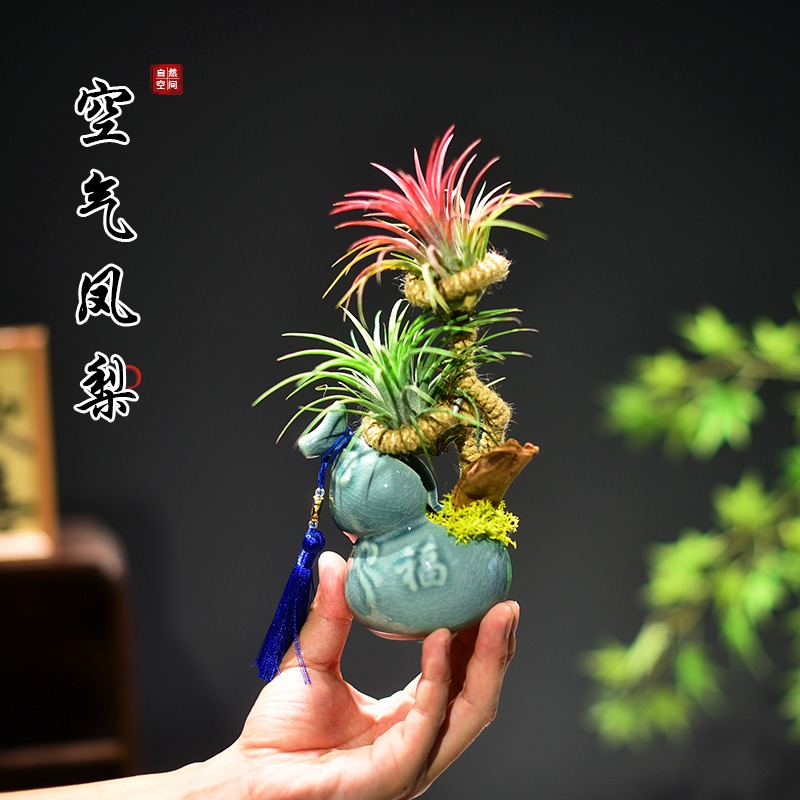空气凤梨植物懒人好养无土栽培桌面观赏趣味小盆景多肉绿植盆栽