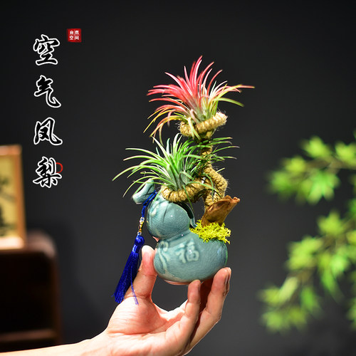 空气凤梨植物懒人好养无土栽培桌面观赏趣味小盆景多肉绿植盆栽