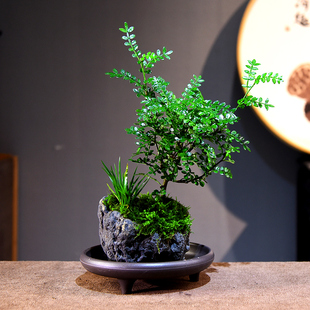装 清香胡椒木盆景山水盆金钱菖蒲景观绿植室内桌面中式 饰摆件好养