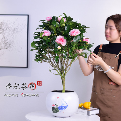 山茶花草本花卉客厅办公室书房