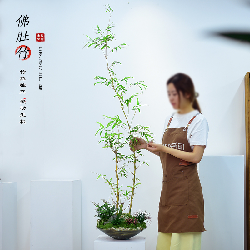 佛肚竹盆栽高杆室内办公客厅居家装饰美观好养竹子节节高升送礼