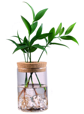 水培植物书房客厅办公室茶桌