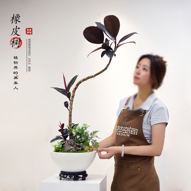 造型橡皮树盆栽黑金刚植物室内办公客厅网红艺术盆景好养绿植送礼