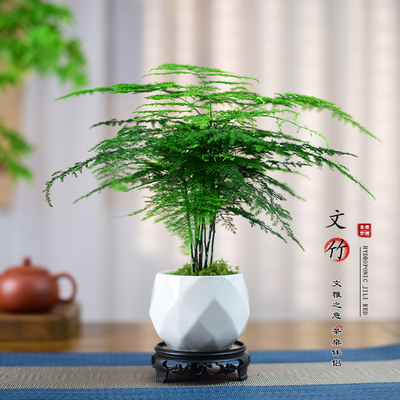 文竹盆栽植物云竹室内客厅办公中式禅意桌面文艺盆景创意绿植好养