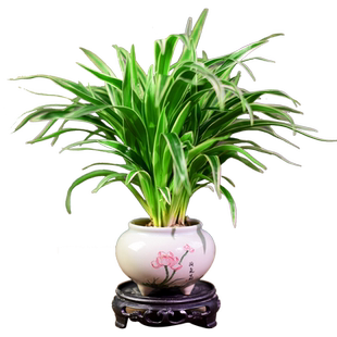 金边麦冬盆栽绿植室内办公客厅观赏小盆景茶几玉龙草植物摆件好养