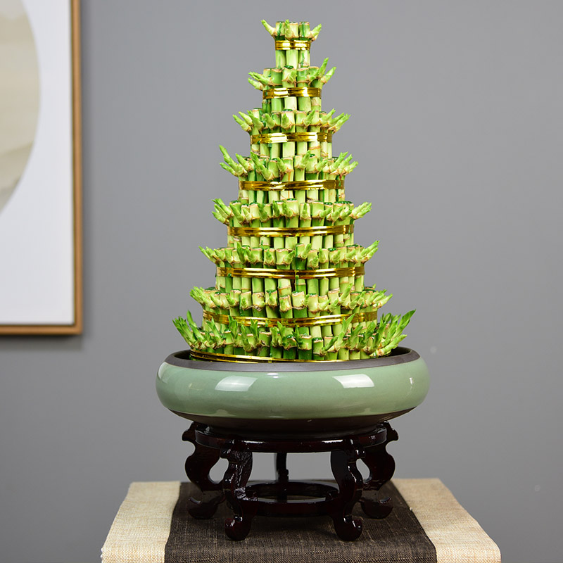 开运竹子带根客厅转运节节高植物