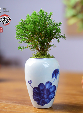 放青松雾凇盆栽绿植室内雾松办公茶室书房桌面文艺小盆景四季好养
