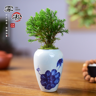 放青松雾凇盆栽绿植室内雾松办公茶室书房桌面文艺小盆景四季好养