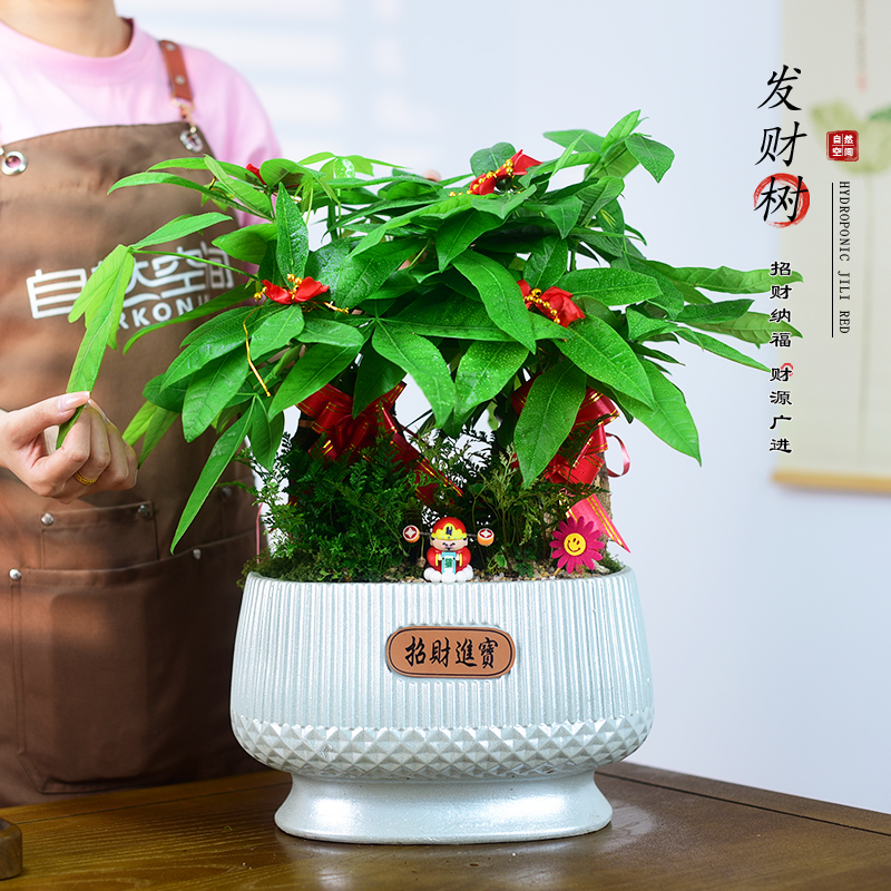 发财树盆栽植物招财树室内绿植好养四季常青寓意盆景乔迁开业送礼