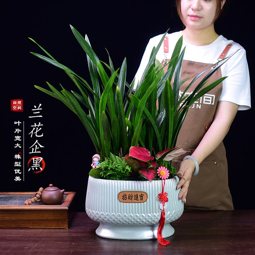 企黑兰花草本花卉书房客厅办公室