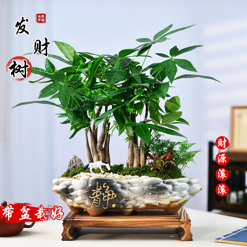 发财树盆景植物招财树室内居家绿植办公客厅桌面好养寓意盆栽送礼