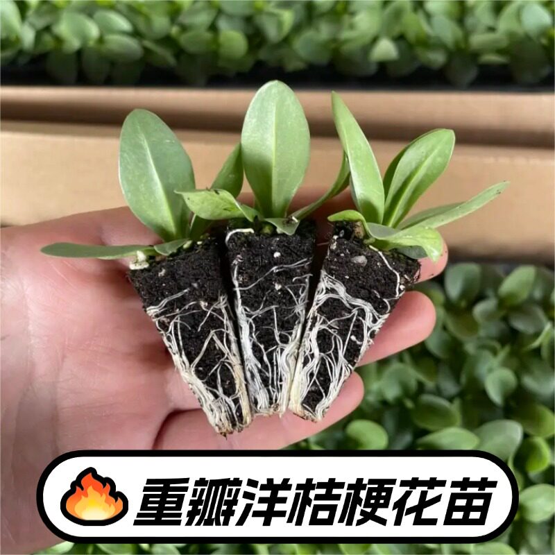 重瓣洋桔梗花苗多年生多季开花图片