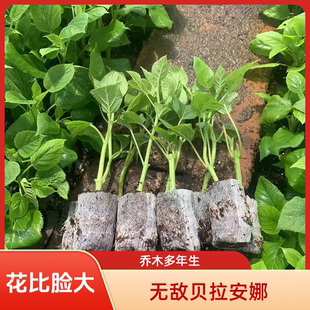 云南发货贝拉安娜绣球花杯苗耐热耐寒绿植庭院盆栽地栽好种活
