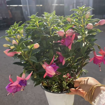【盆栽】重瓣倒挂金钟年宵花盆栽多季节开花室内花卉灯笼花
